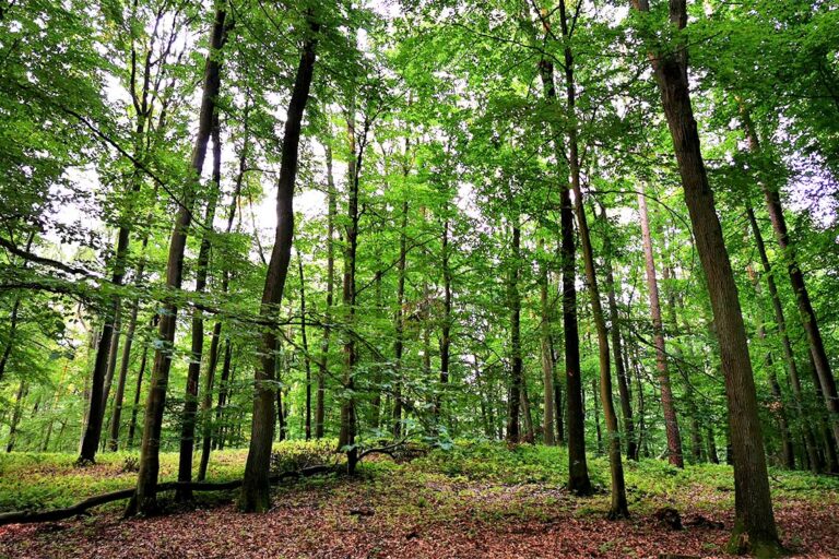 werbeagentur-oekologisch-nachhaltig